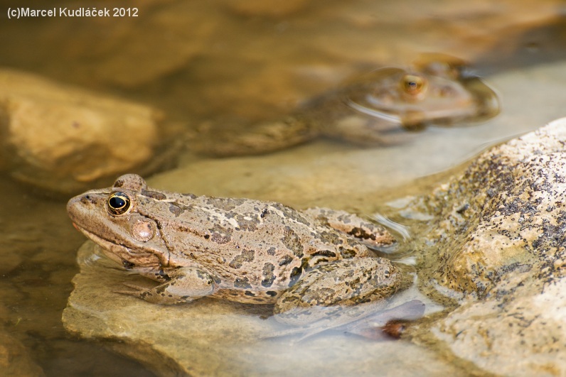 Pelophylax ridibundus