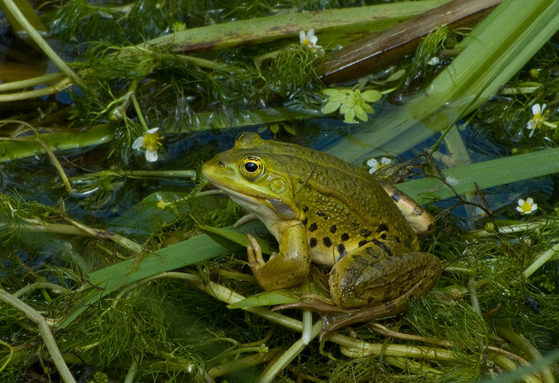 Pelophylax shqipericus