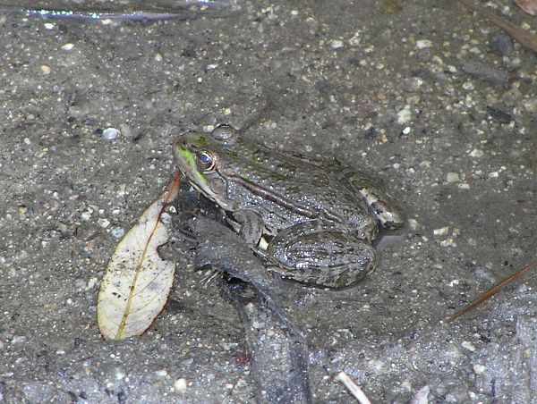 Pelophylax ridibundus