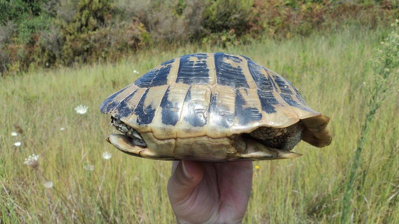 Testudo hermanni