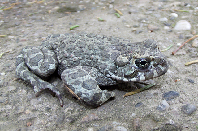 Pseudepidalea viridis