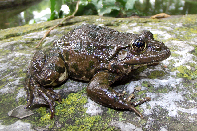 Pelophylax ridibundus