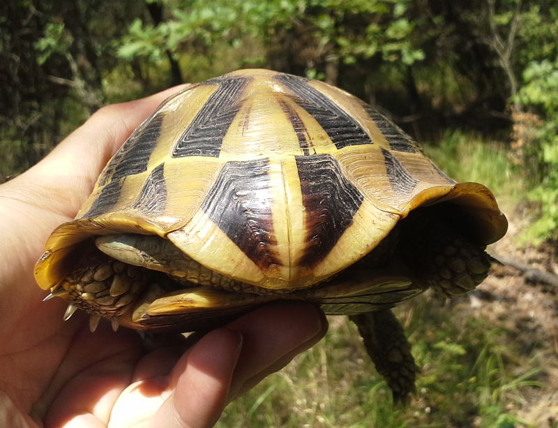 Testudo hermanni