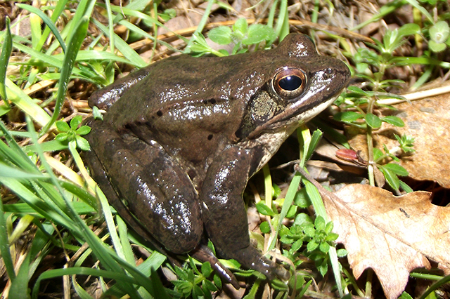 Rana dalmatina