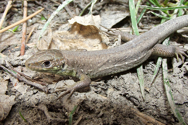 Lacerta viridis