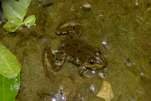 Pelophylax ridibundus