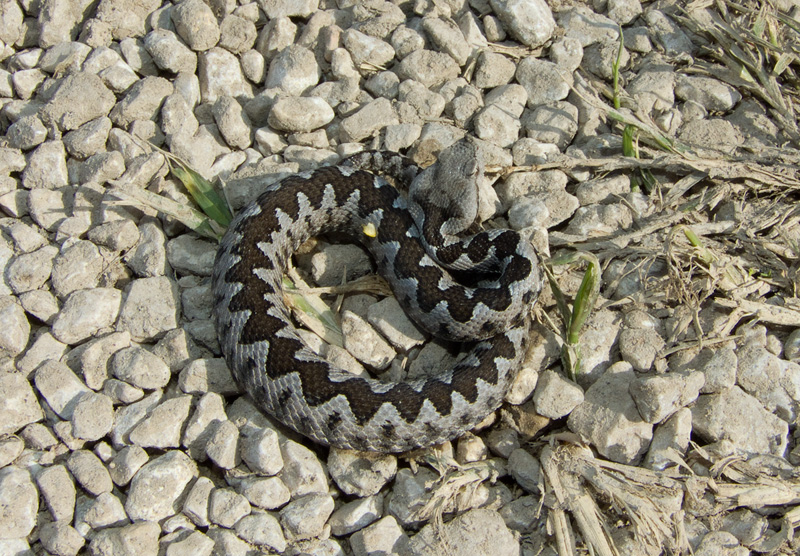 Vipera ammodytes