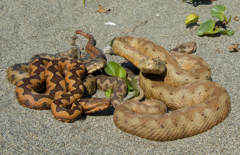 Vipera ammodytes