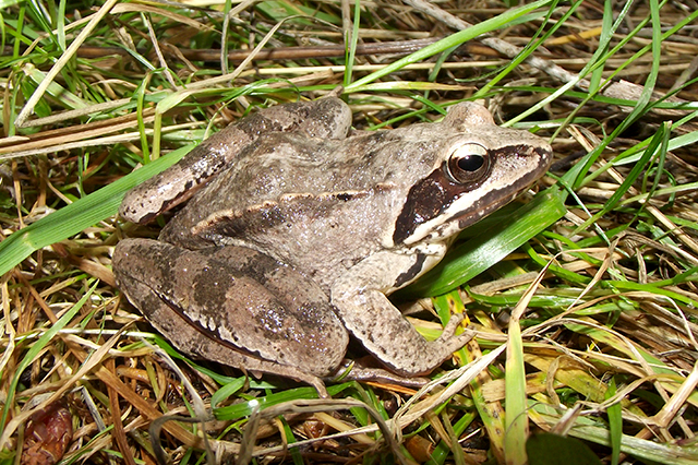 Rana dalmatina