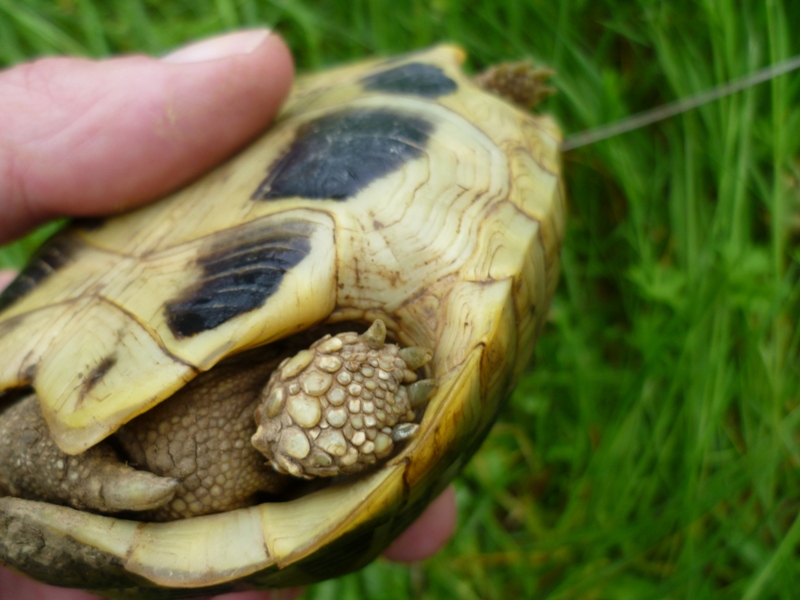 Testudo hermanni