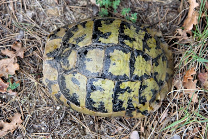 Testudo hermanni