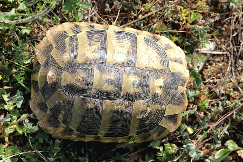 Testudo hermanni