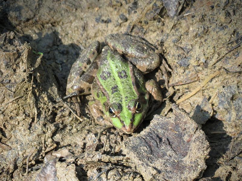 Pelophylax ridibundus