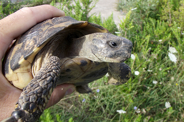 Testudo hermanni