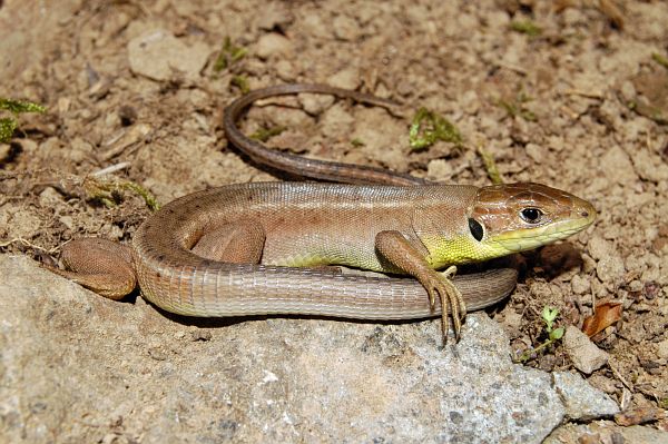 Lacerta viridis