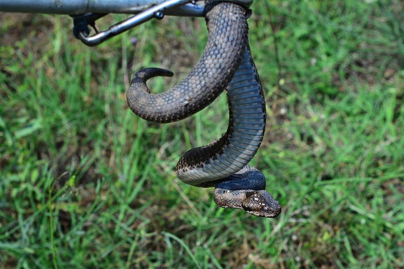 Vipera ammodytes