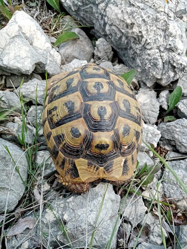 Testudo hermanni