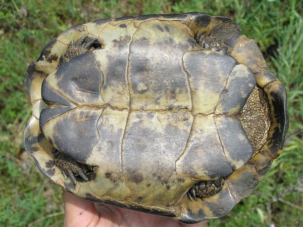 Testudo hermanni