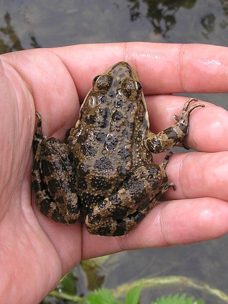 Pelophylax ridibundus