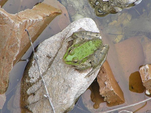 Pelophylax ridibundus