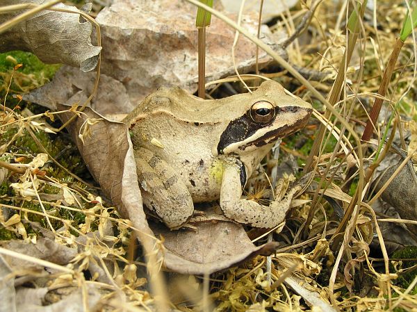 Rana dalmatina