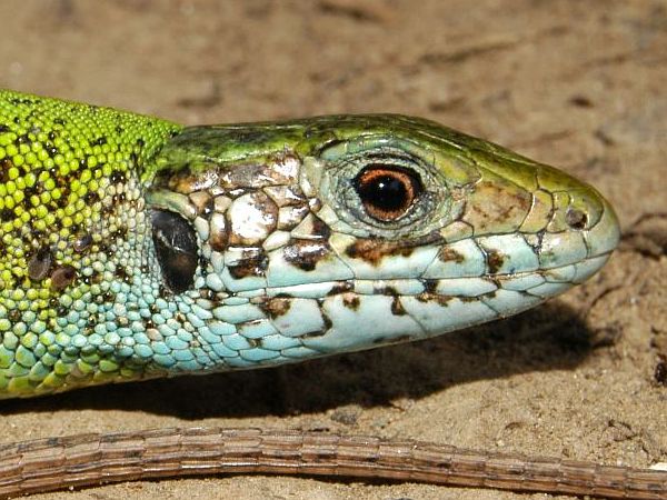 Lacerta viridis