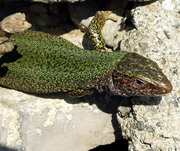 Lacerta viridis