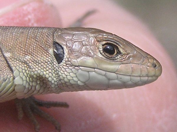 Lacerta viridis