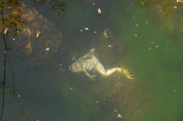 Pelophylax ridibundus