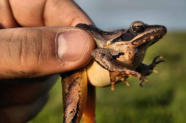 Rana dalmatina