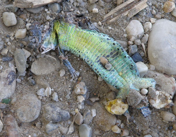 Lacerta agilis