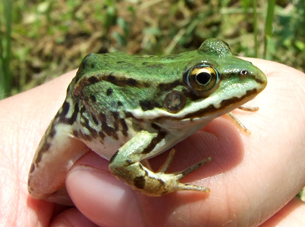 Pelophylax kl. esculentus