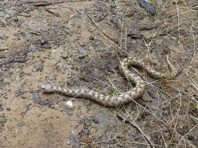 Vipera ammodytes