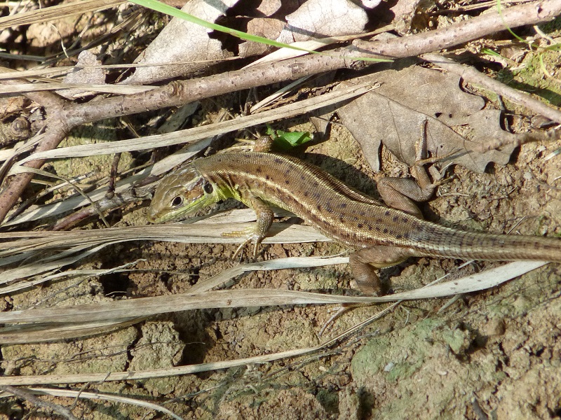 Lacerta viridis