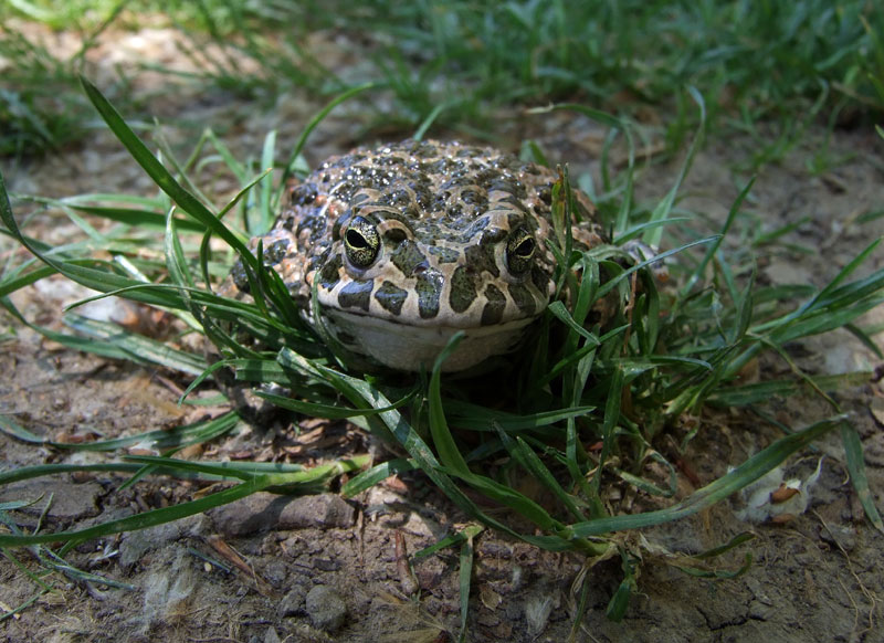 Pseudepidalea viridis