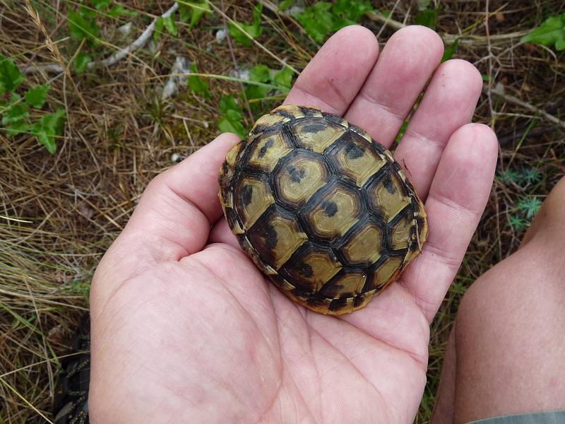 Testudo hermanni