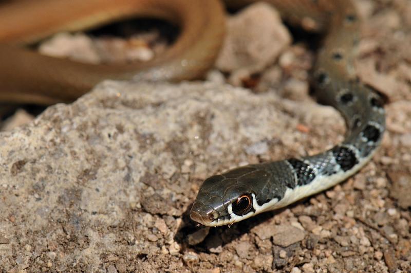 Platyceps najadum