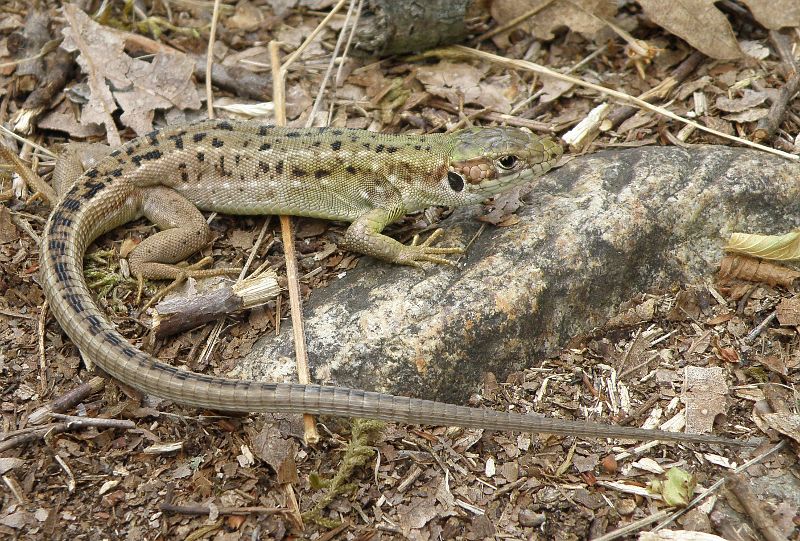 Lacerta viridis