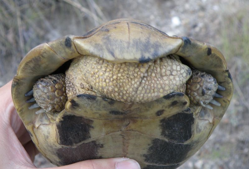 Testudo hermanni