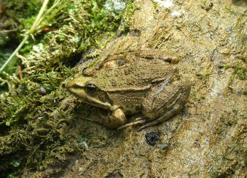 Pelophylax ridibundus