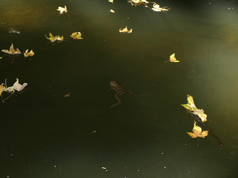 Pelophylax ridibundus