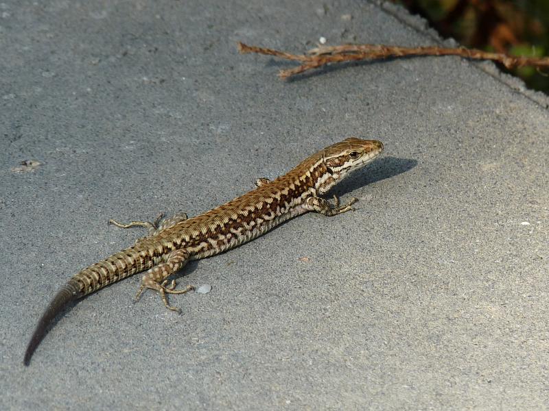 Podarcis muralis