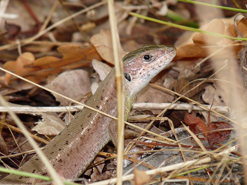 Lacerta viridis