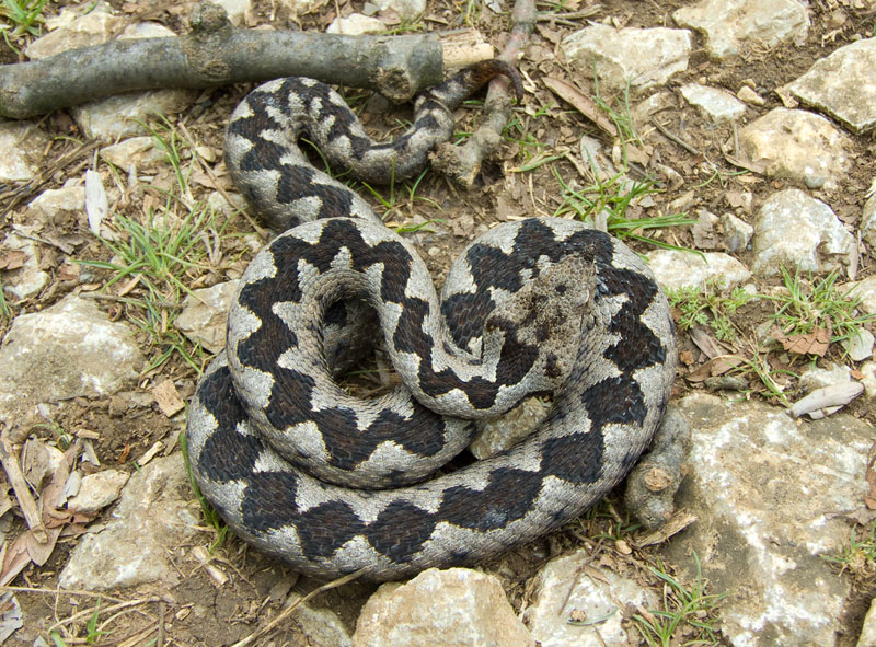 Vipera ammodytes