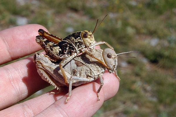 Prinotropis hystrix