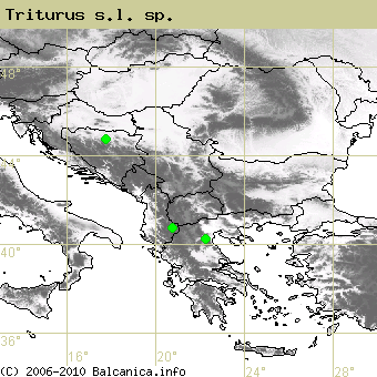 Triturus s.l. sp., obsazené kvadráty podle mapování Balcanica.info